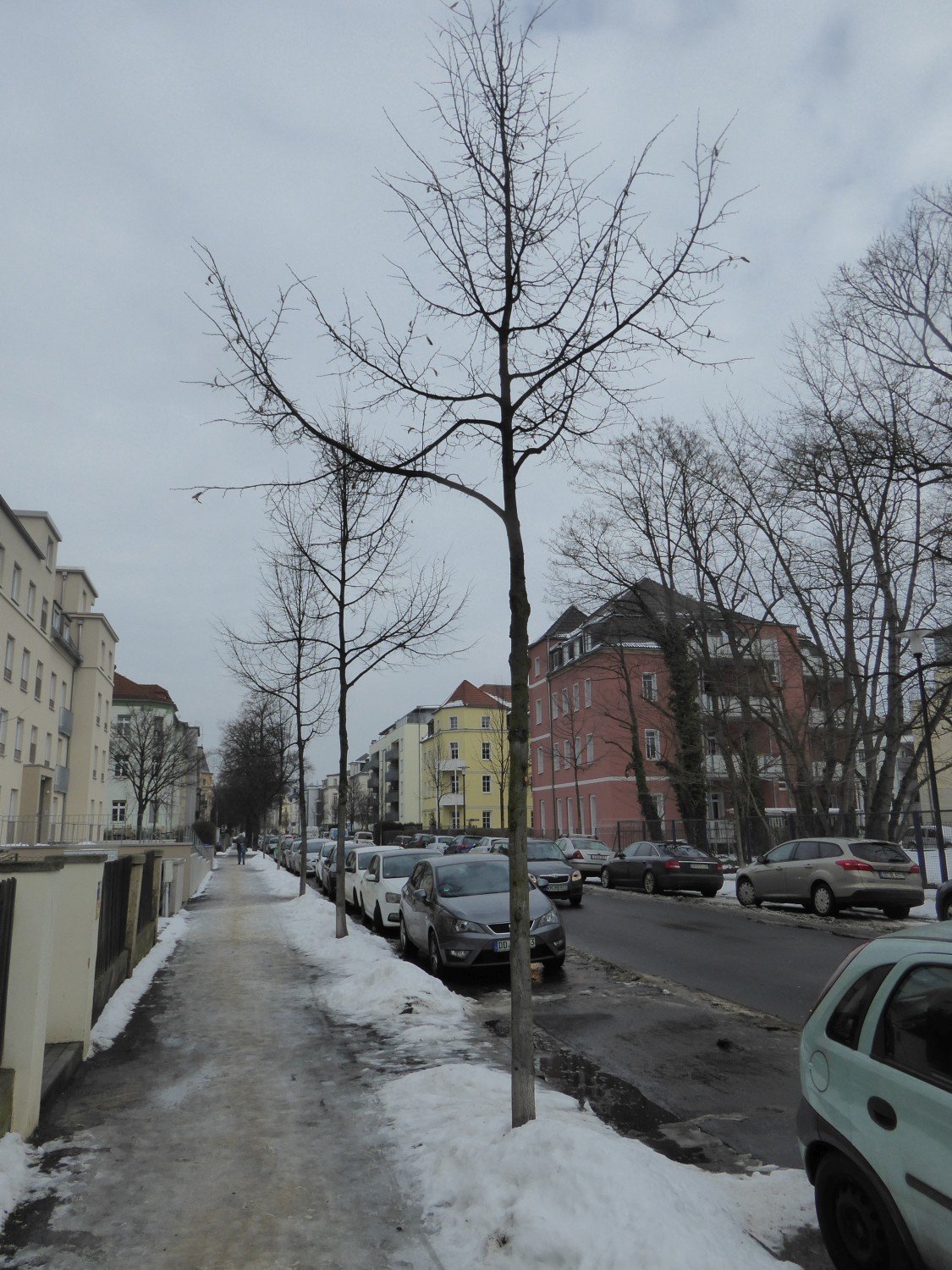 Tilia cordata 'Rancho' - Dresden - 2017