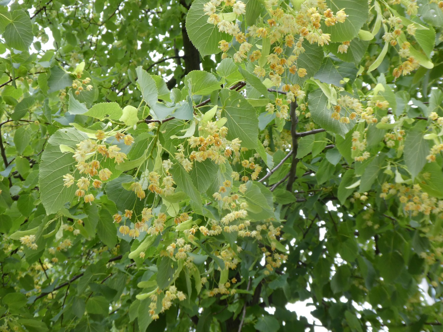 Tilia × flavescens 'Glenleven' - Dresden - 2019