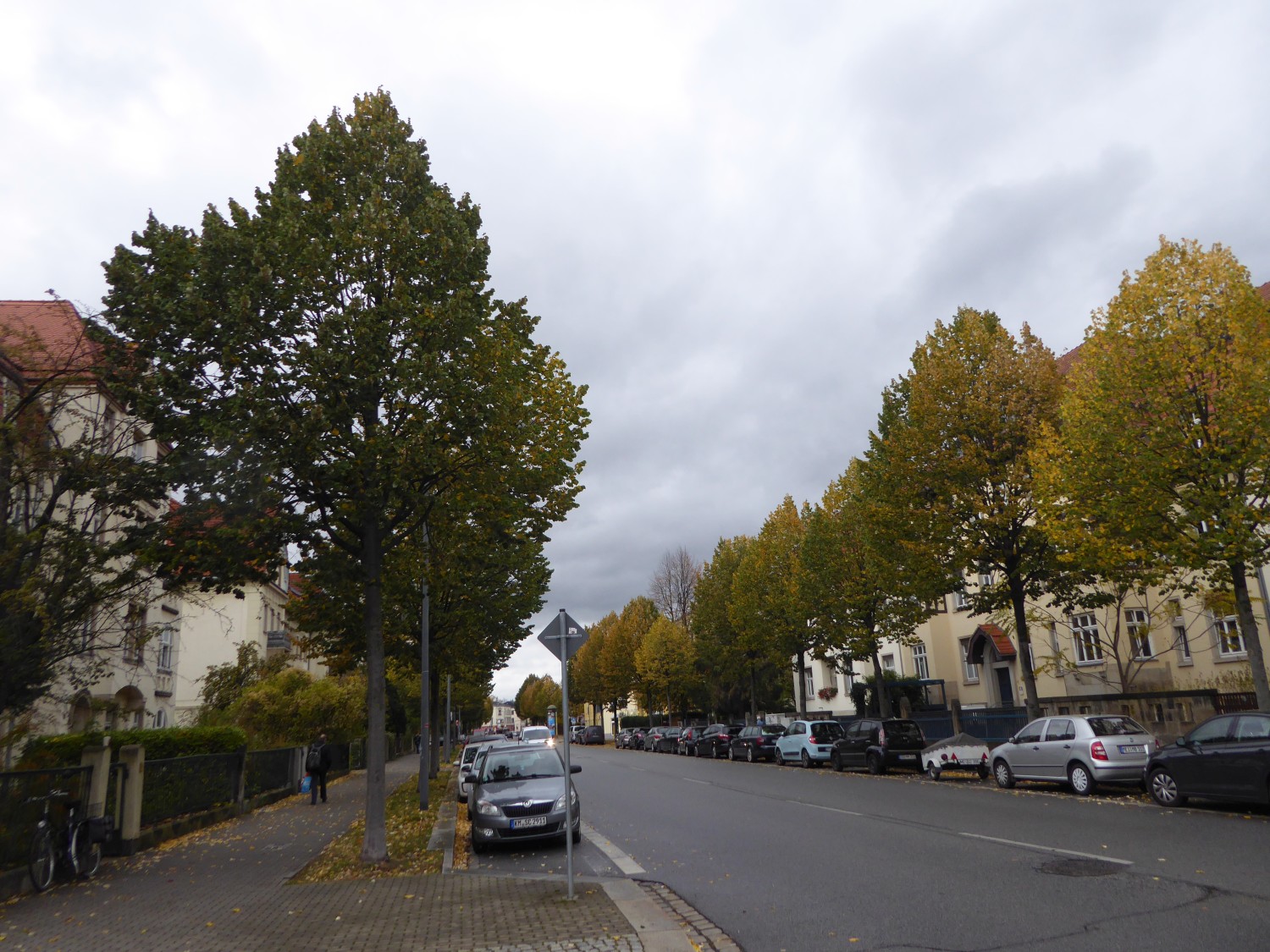 Tilia tomentosa 'Brabant' - Dresden - 2019