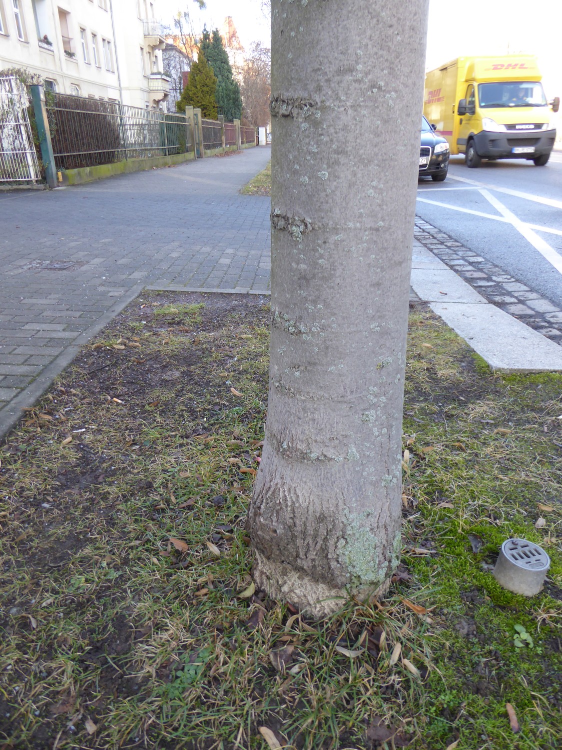 Tilia tomentosa 'Brabant' - Dresden - 2016