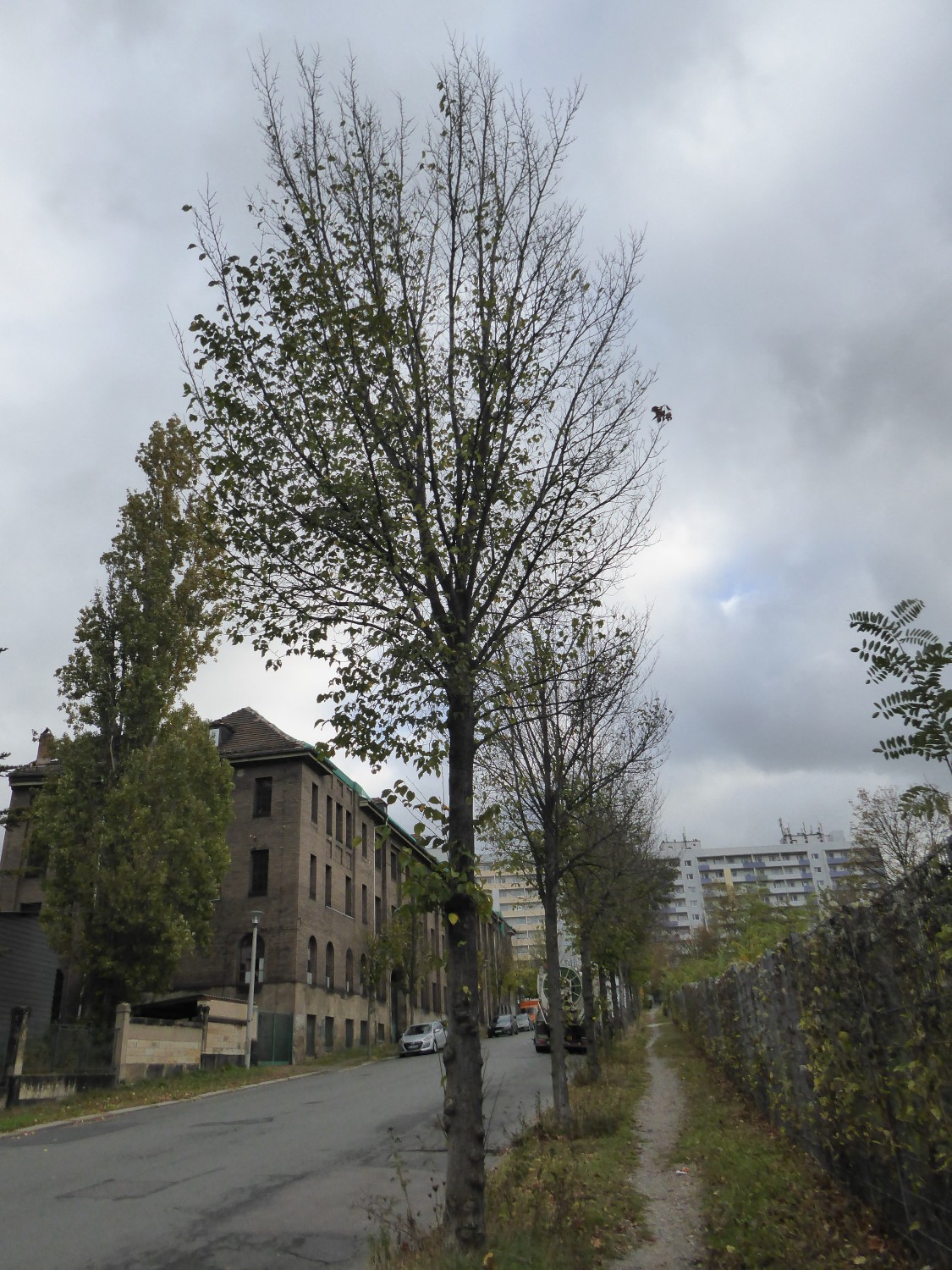Ulmus 'Dodoens' - Dresden - 2019