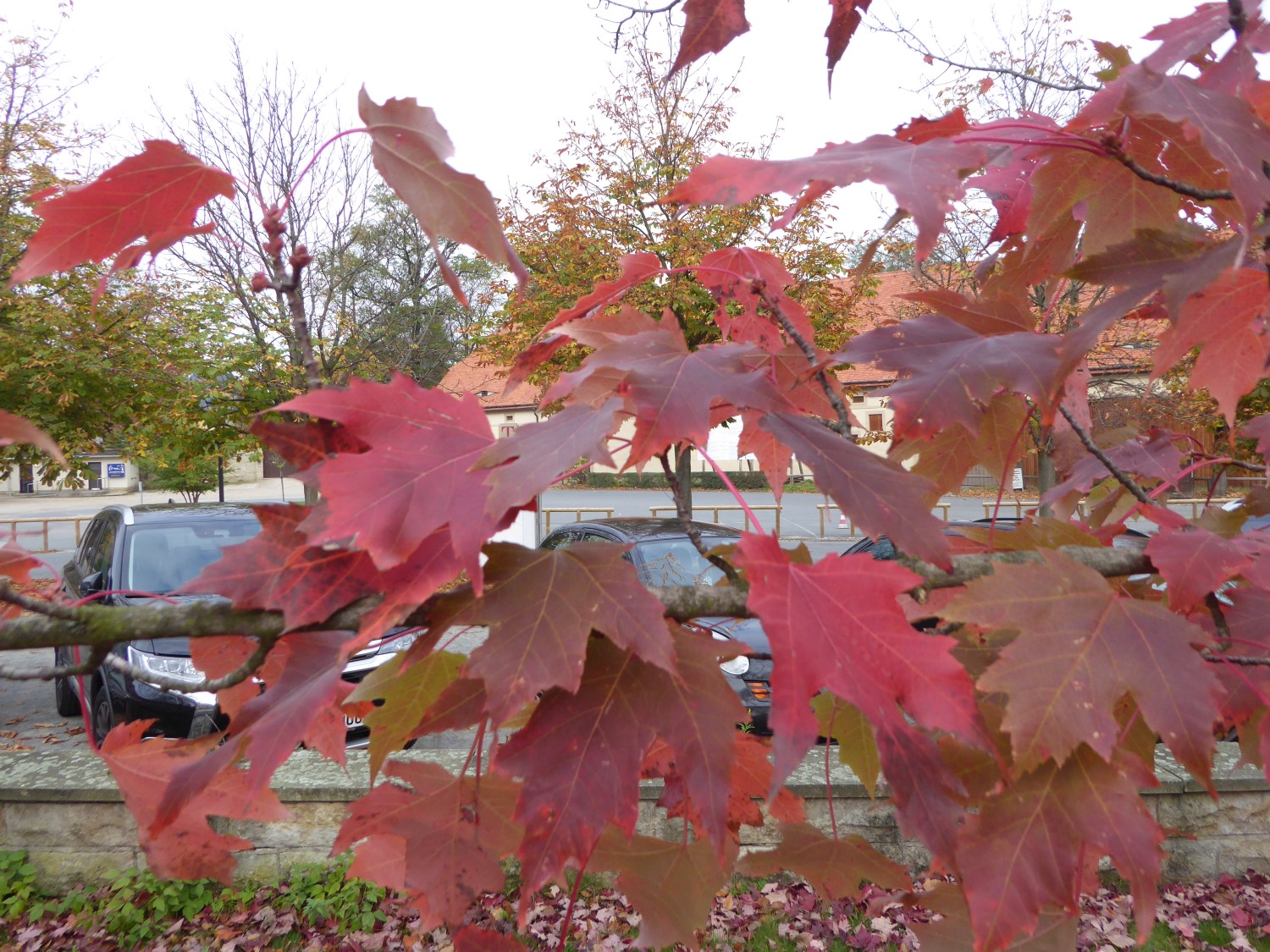 Acer × freemanii 'Autumn Blaze' - Dresden - 2019
