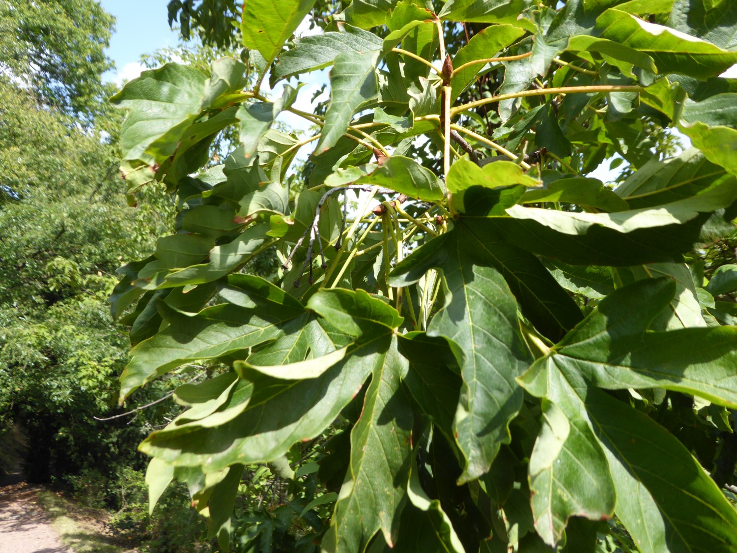 Acer heldreichii subsp. heldreichii - Tharandt - 2019