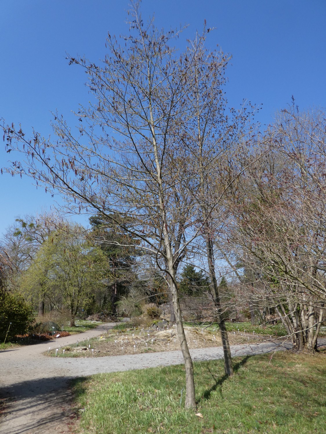 Alnus hirsuta var. Sibirica - Dresden - 2018