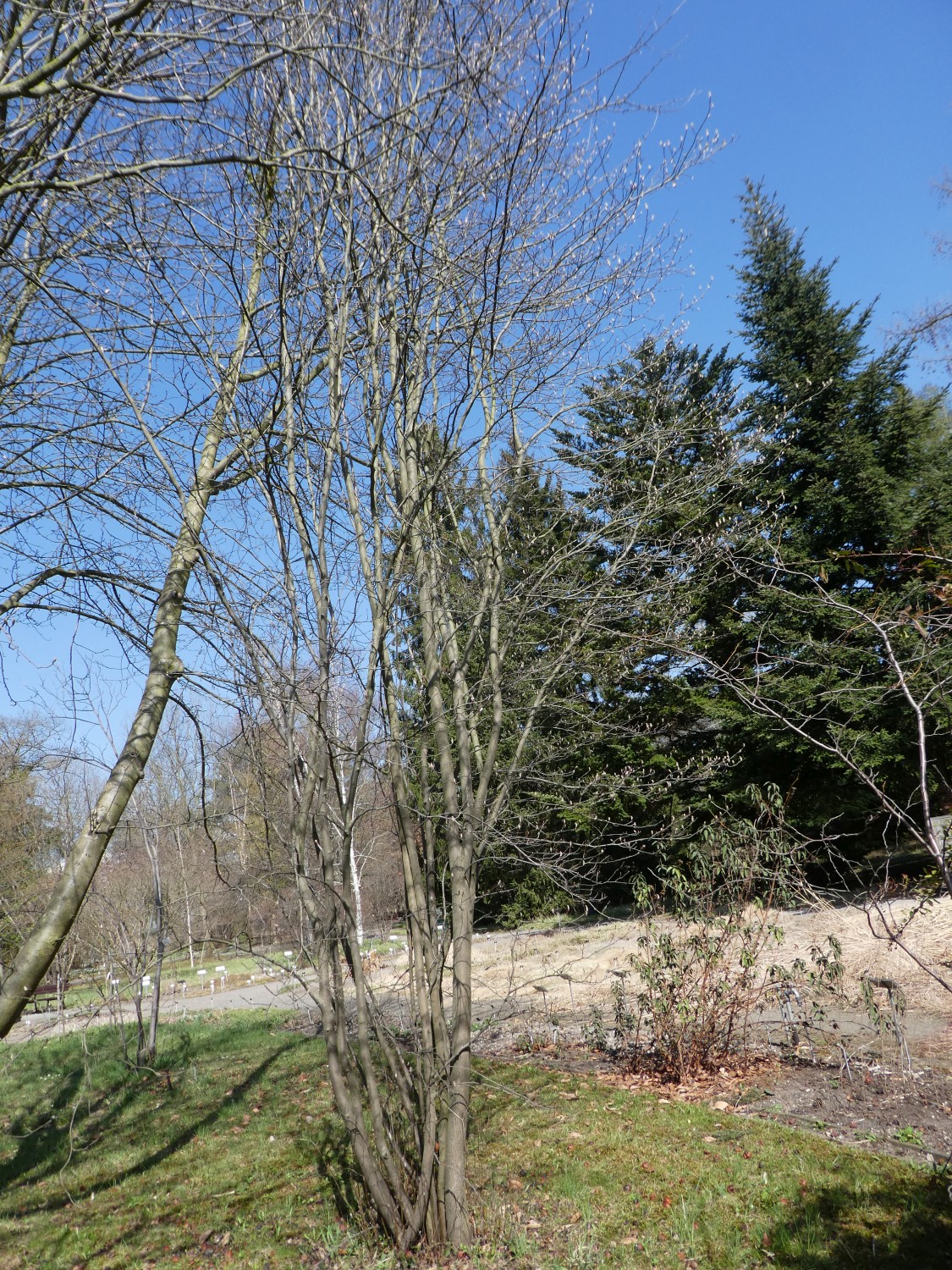 Amelanchier asiatica - Dresden - 2018