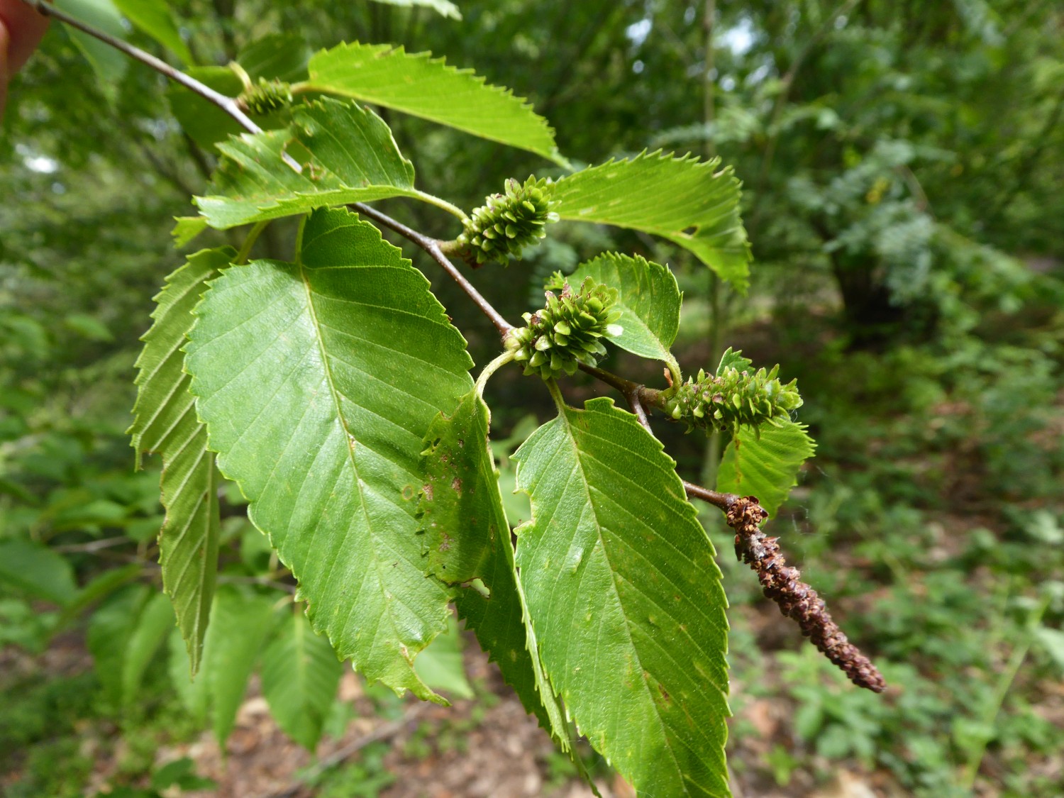 Betula grossa - Tharandt - 2019