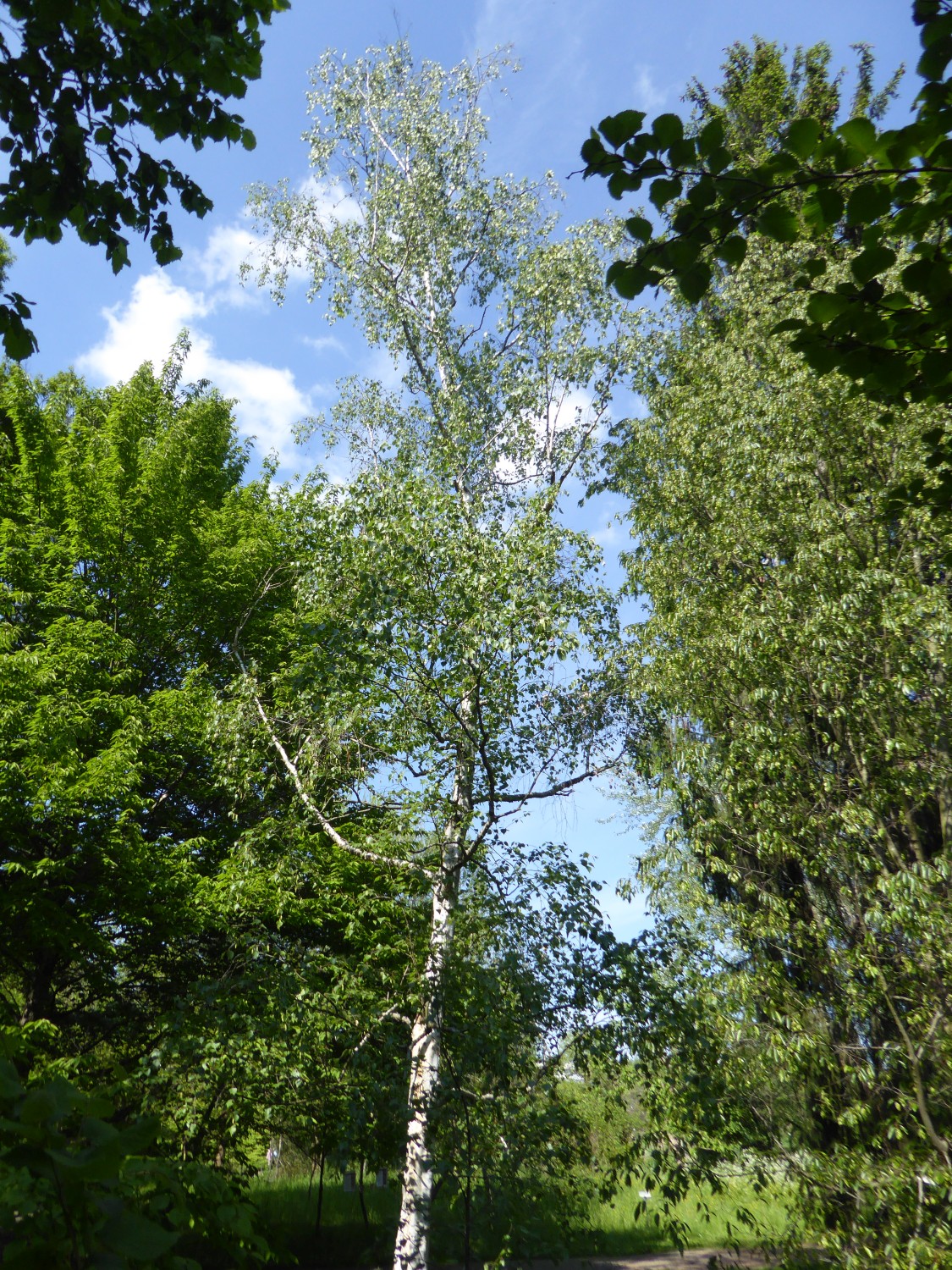 Betula platyphylla var. japonica - Dresden - 2019