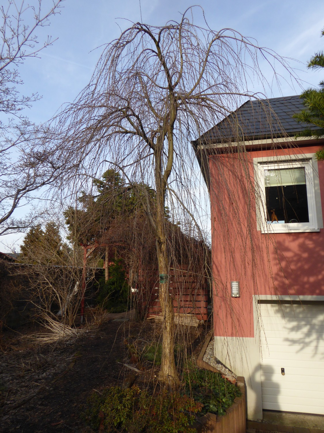 Cercidiphyllum japonicum 'Pendulum' - Burgstädt - 2019