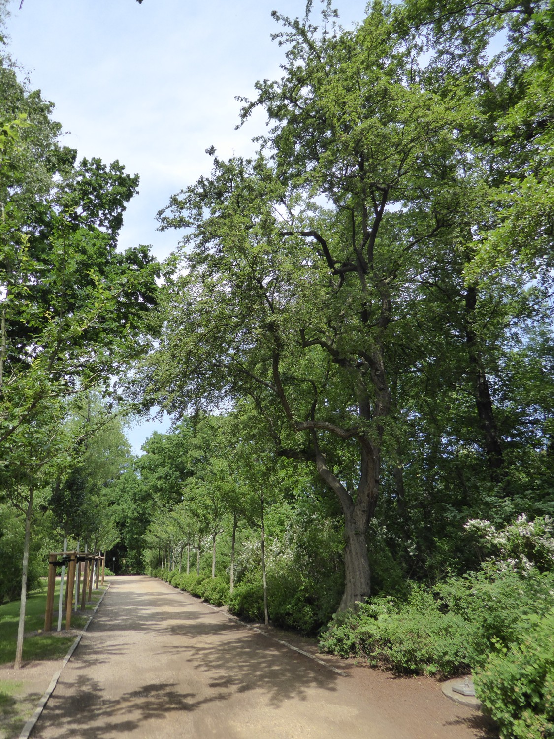 Crataegus monogyna - Zwickau - 2019