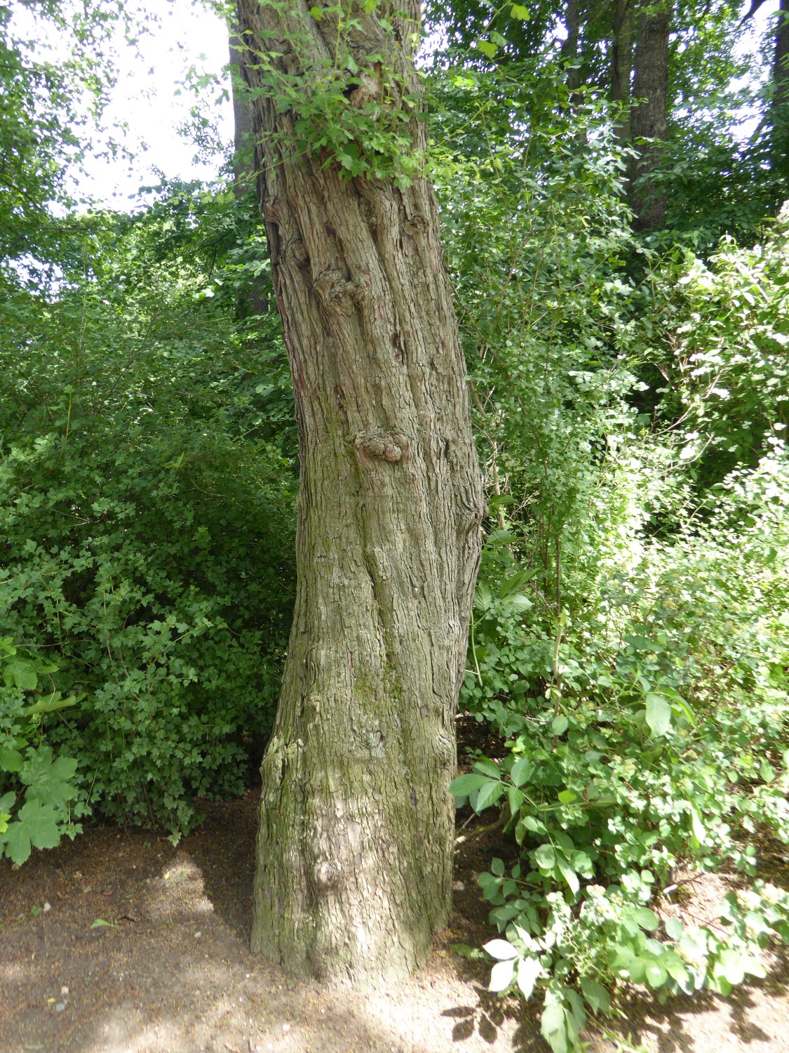 Crataegus monogyna - Zwickau - 2019