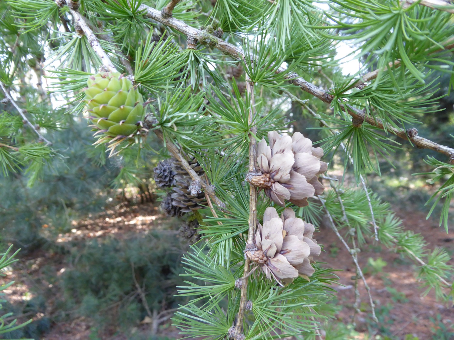 Larix gmelinii subsp. principis-ruprechtii - Tharandt - 2019