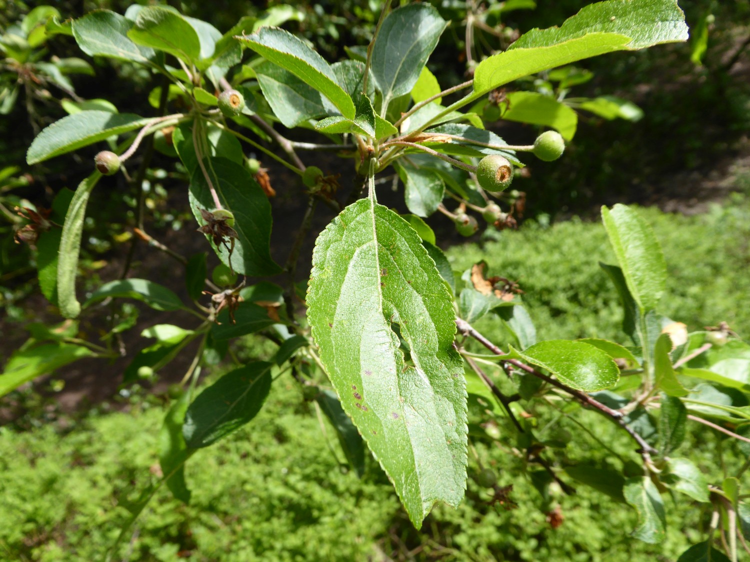 Malus hupehensis - Tharandt - 2019