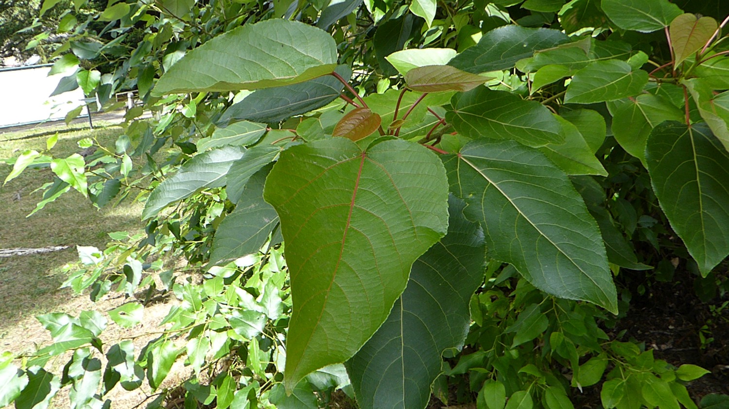 Populus lasiocarpa - Pirna - 2018