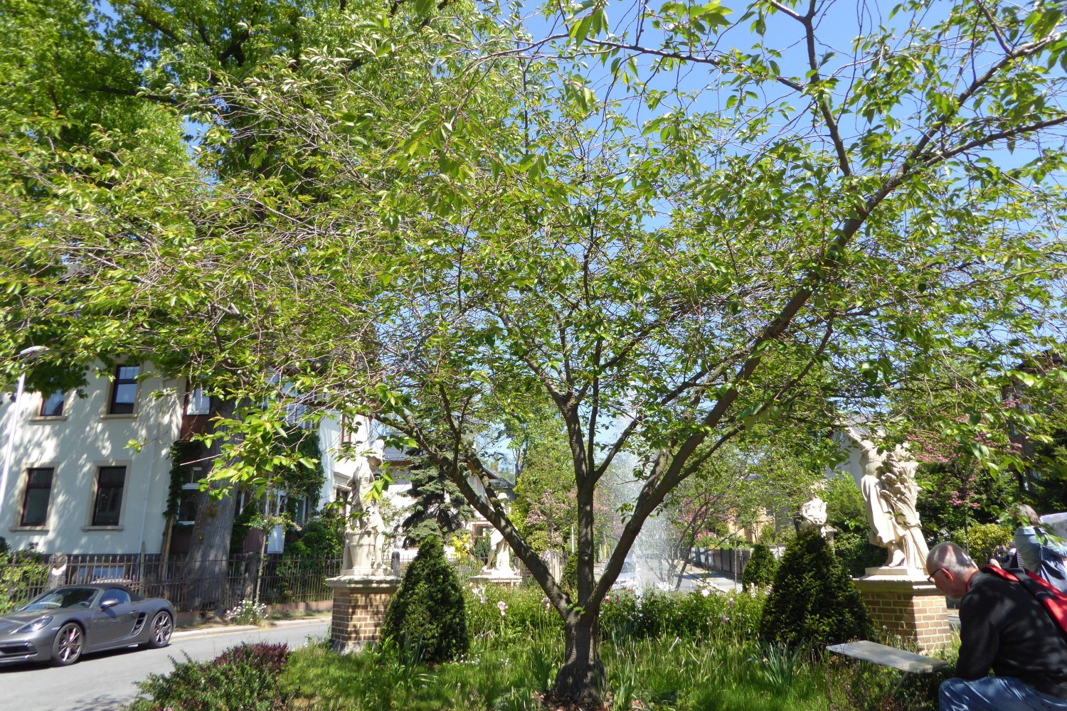 Prunus cerasus 'Rhexii' - Radebeul - 2019