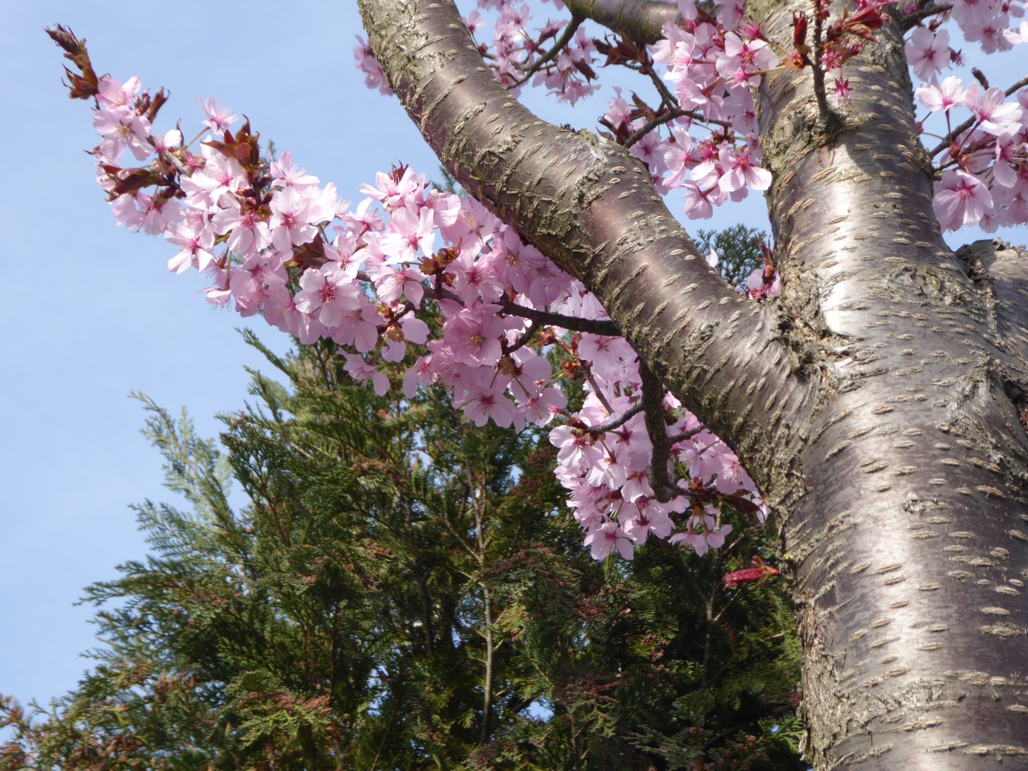 Prunus sargentii 'Rancho' - Dresden - 2019