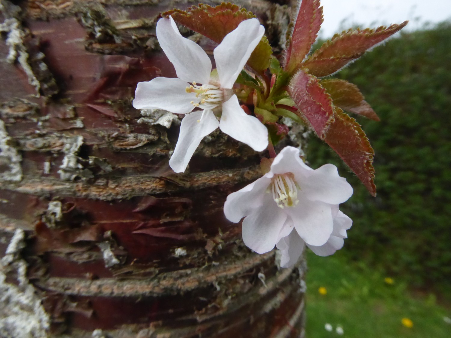 Prunus × schmittii - Dresden - 2017