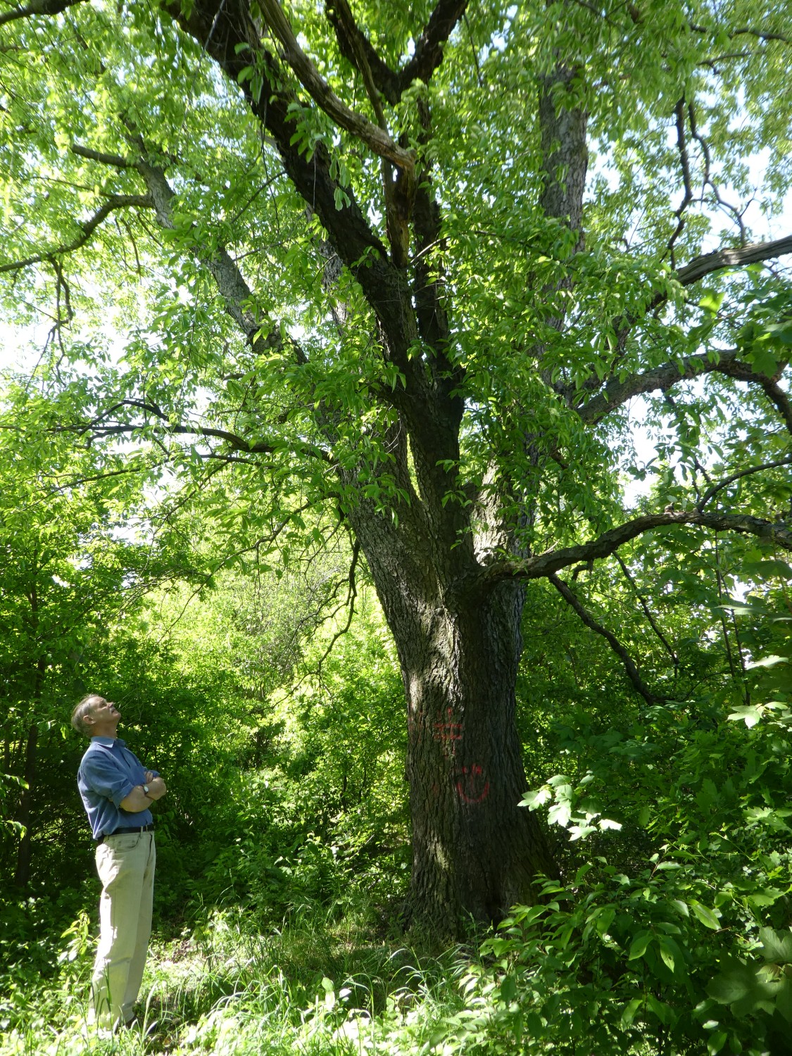 Prunus serotina - Ebersbach - 2018