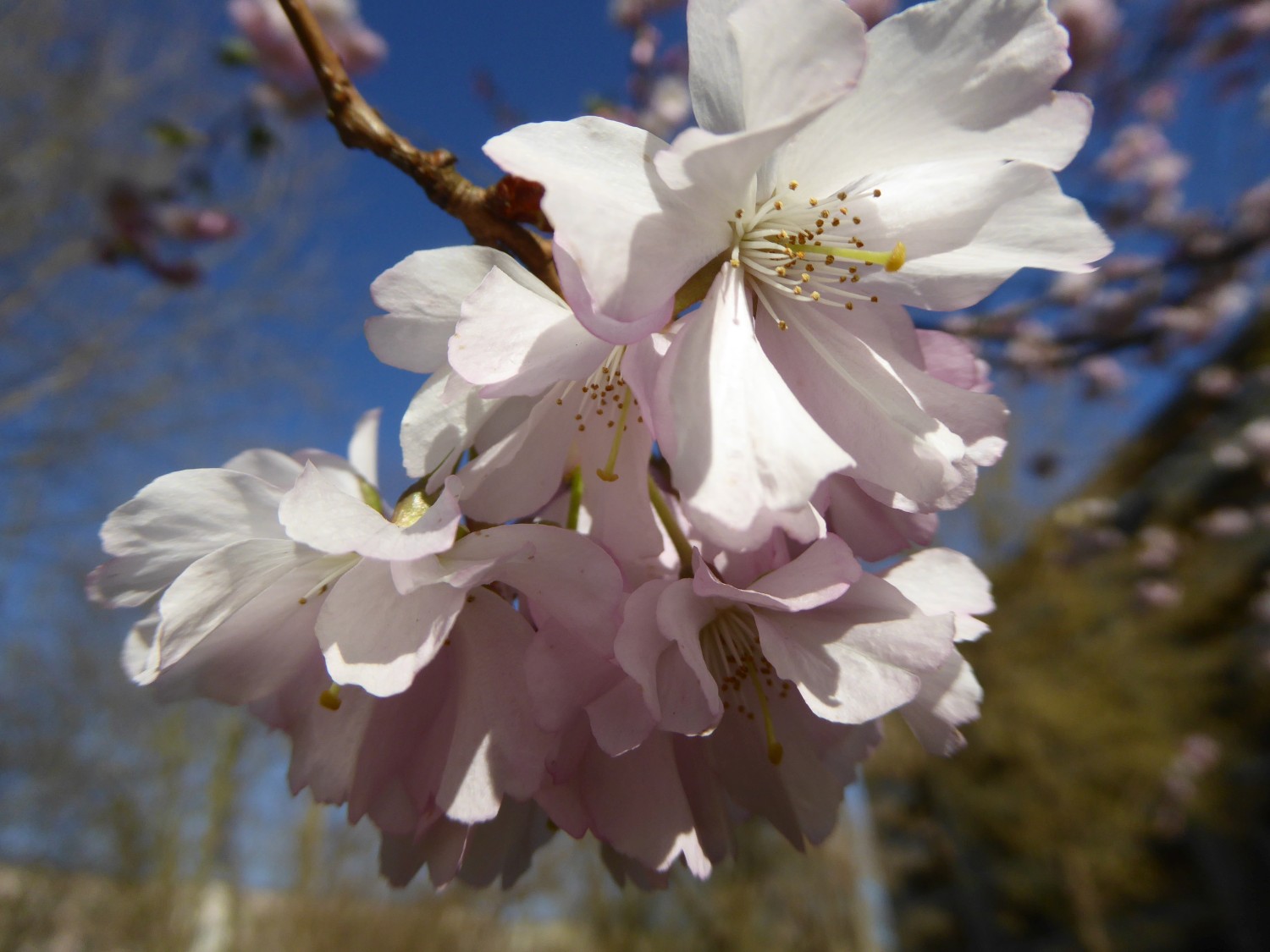 Prunus × subhirtella 'Fukubana' - Dresden - 2017