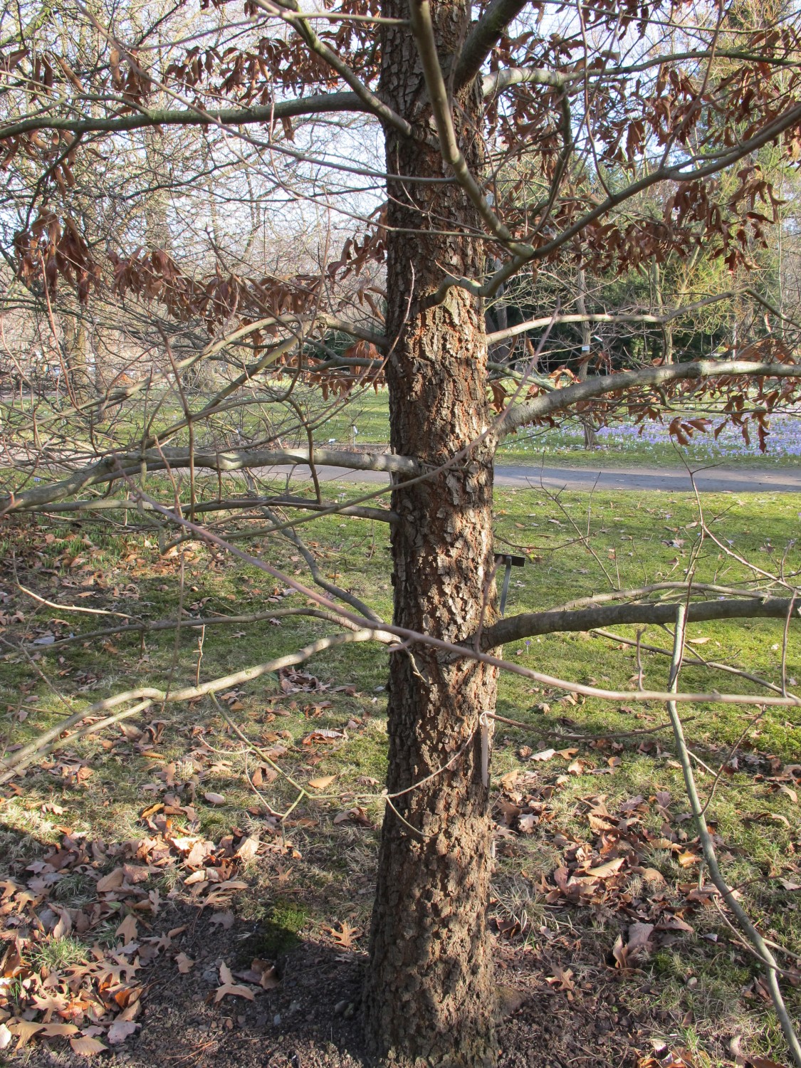 Quercus falcata - Dresden - 2013