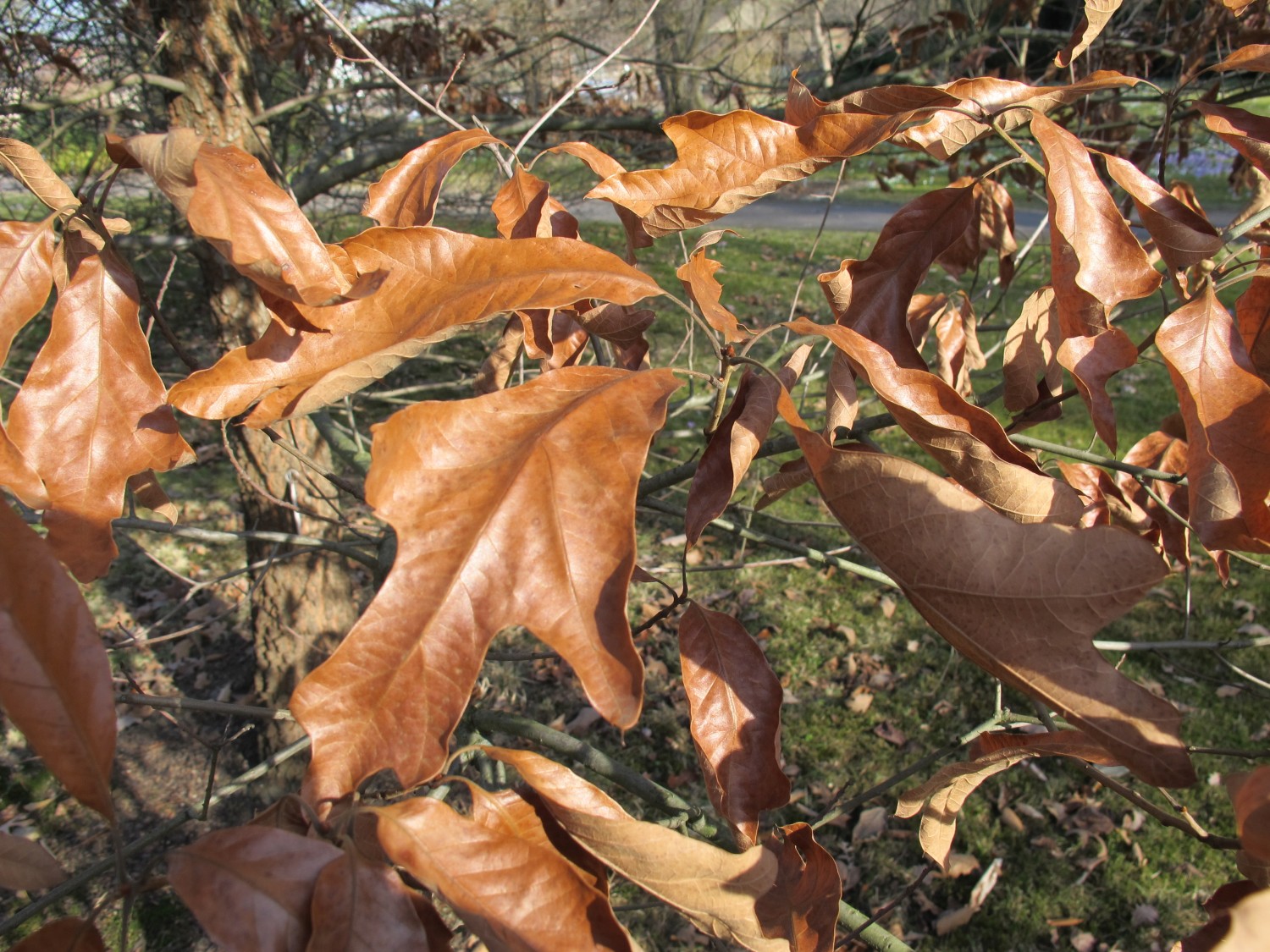 Quercus falcata - Dresden - 2013