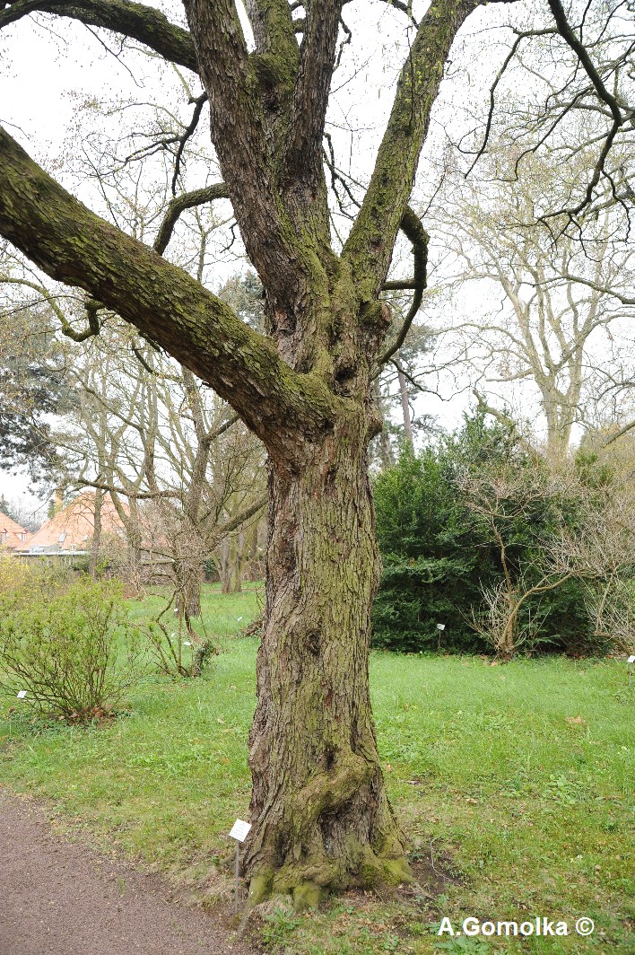 Ostrya carpinifolia - Halle, Park Gimmritz - Februar 2012