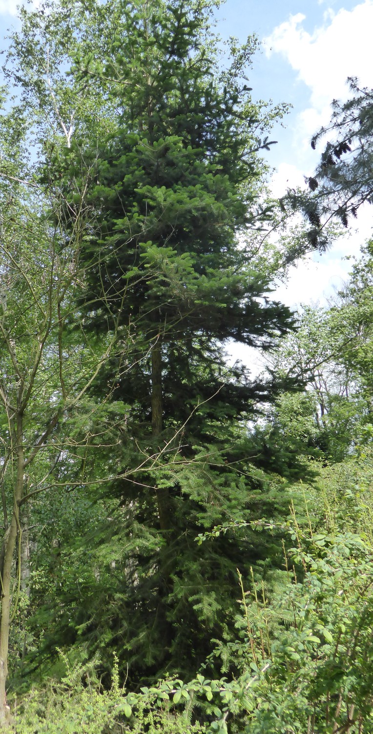 Abies squamata - Tharandt