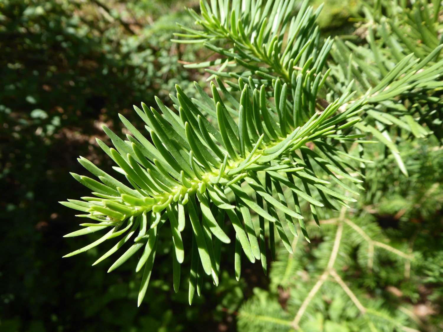 Abies squamata - Tharandt