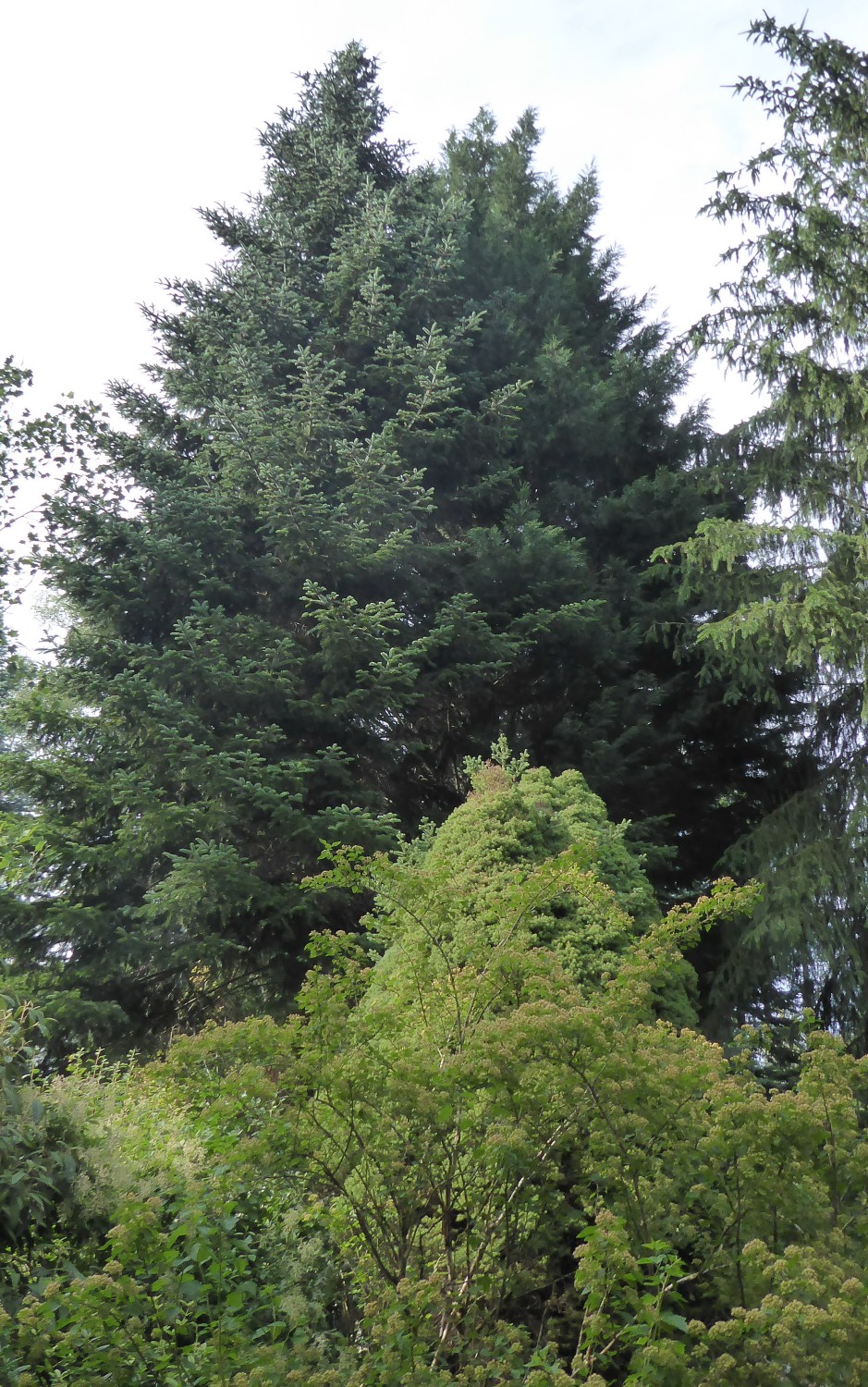 Abies x borisii-regis - Pirna