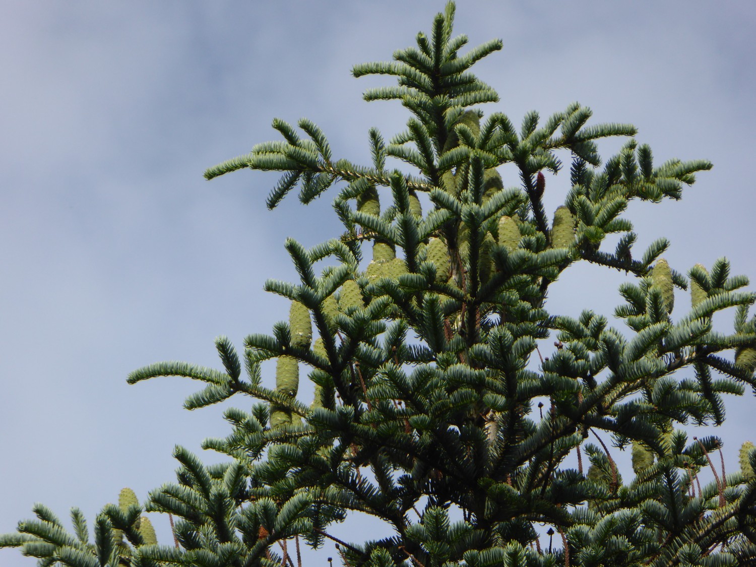 Abies x borisii-regis - Pirna