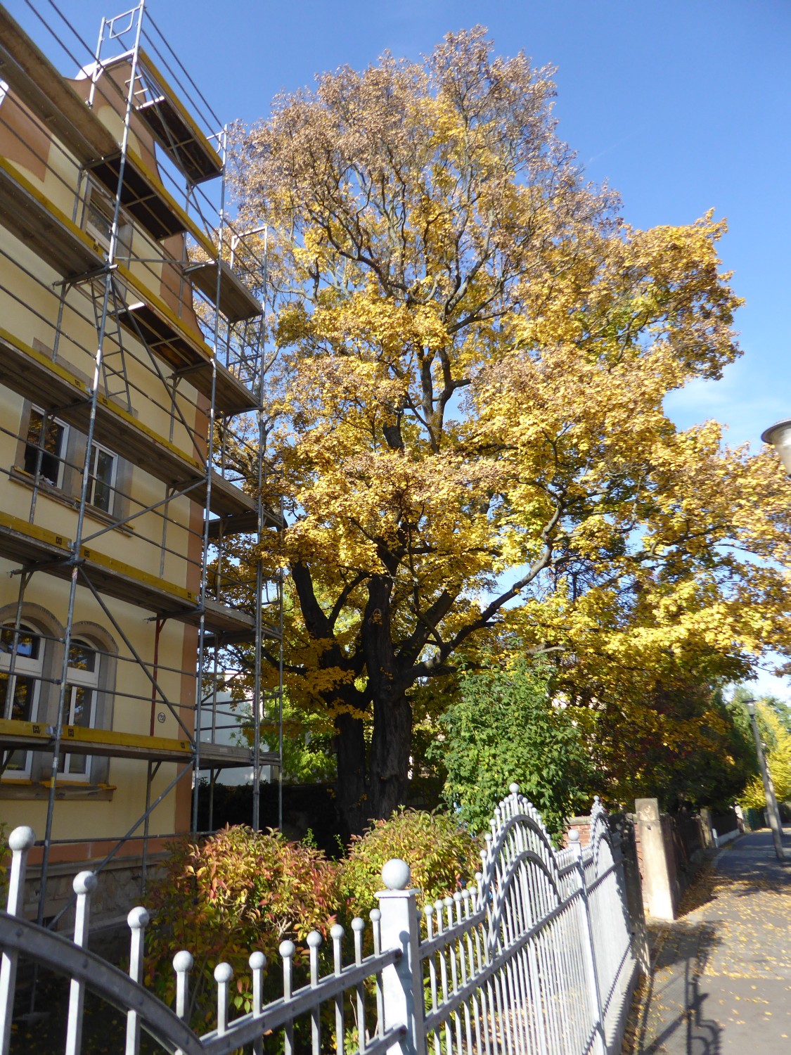 Acer campestre - Dresden