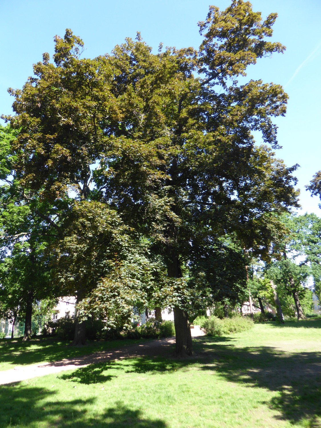 Acer platanoides 'Schwedleri' - Dresden