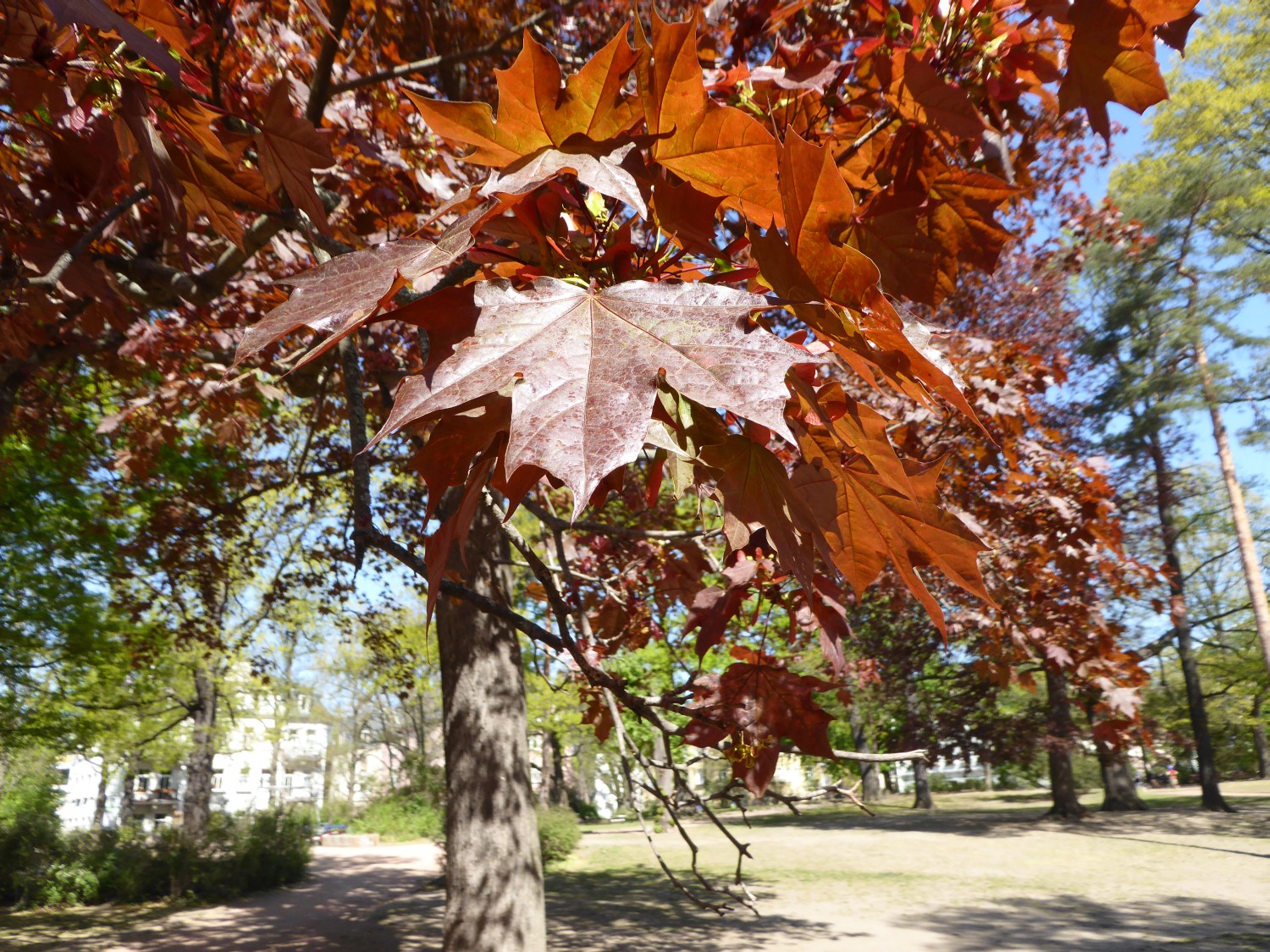 Acer platanoides 'Schwedleri' - Dresden