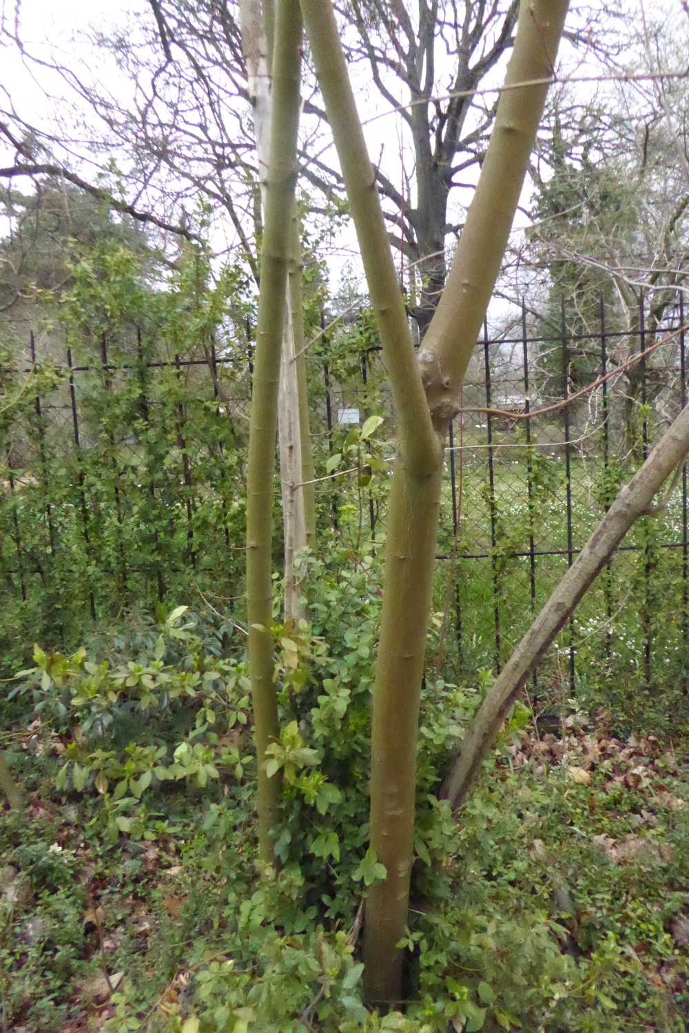 Acer stachyophyllum - Dresden