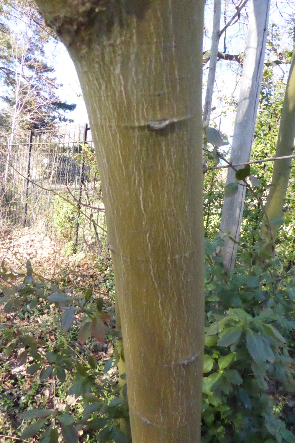 Acer stachyophyllum - Dresden