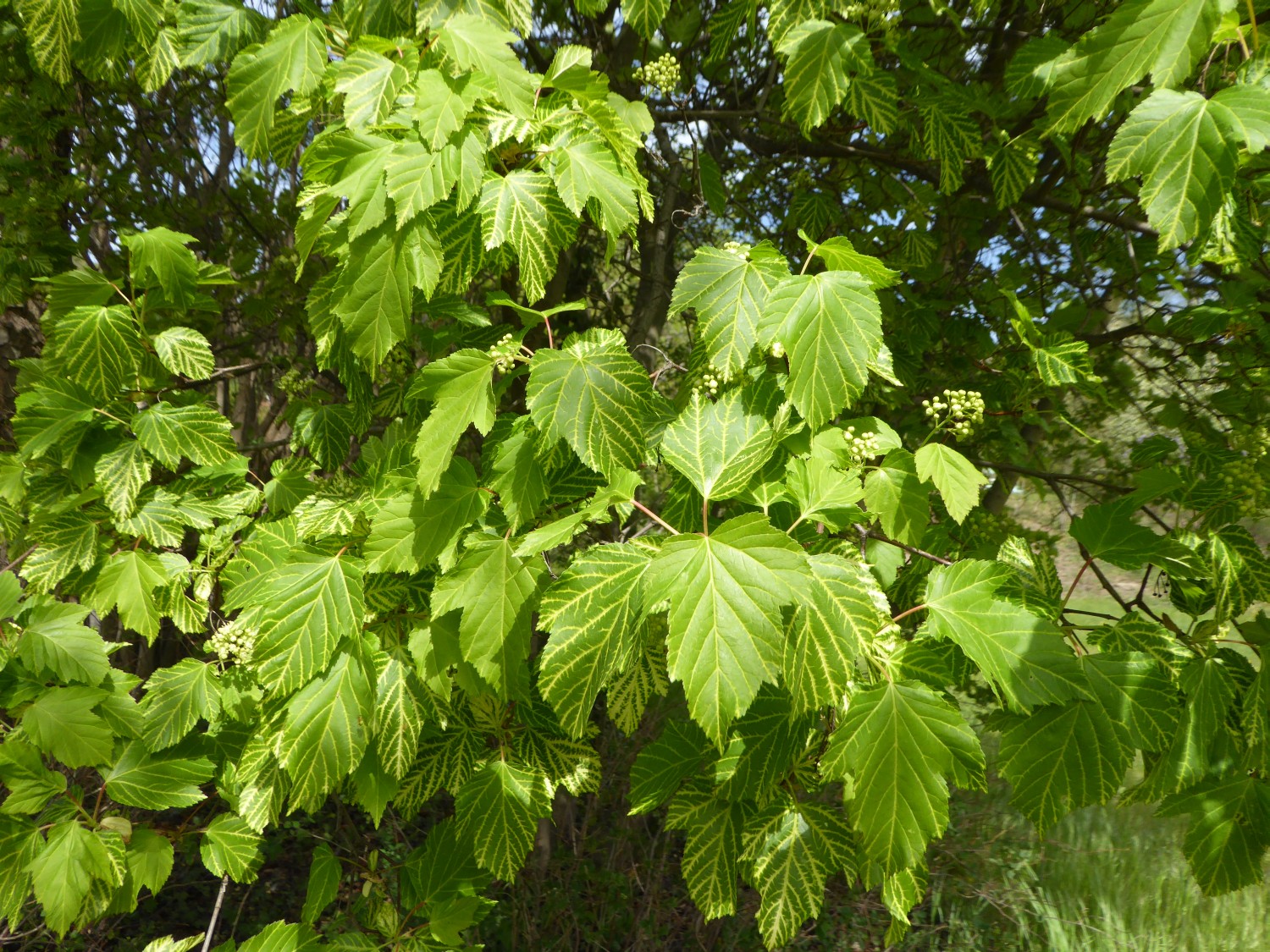 Acer tataricum 'Aureo-Variegatum' - Dresden