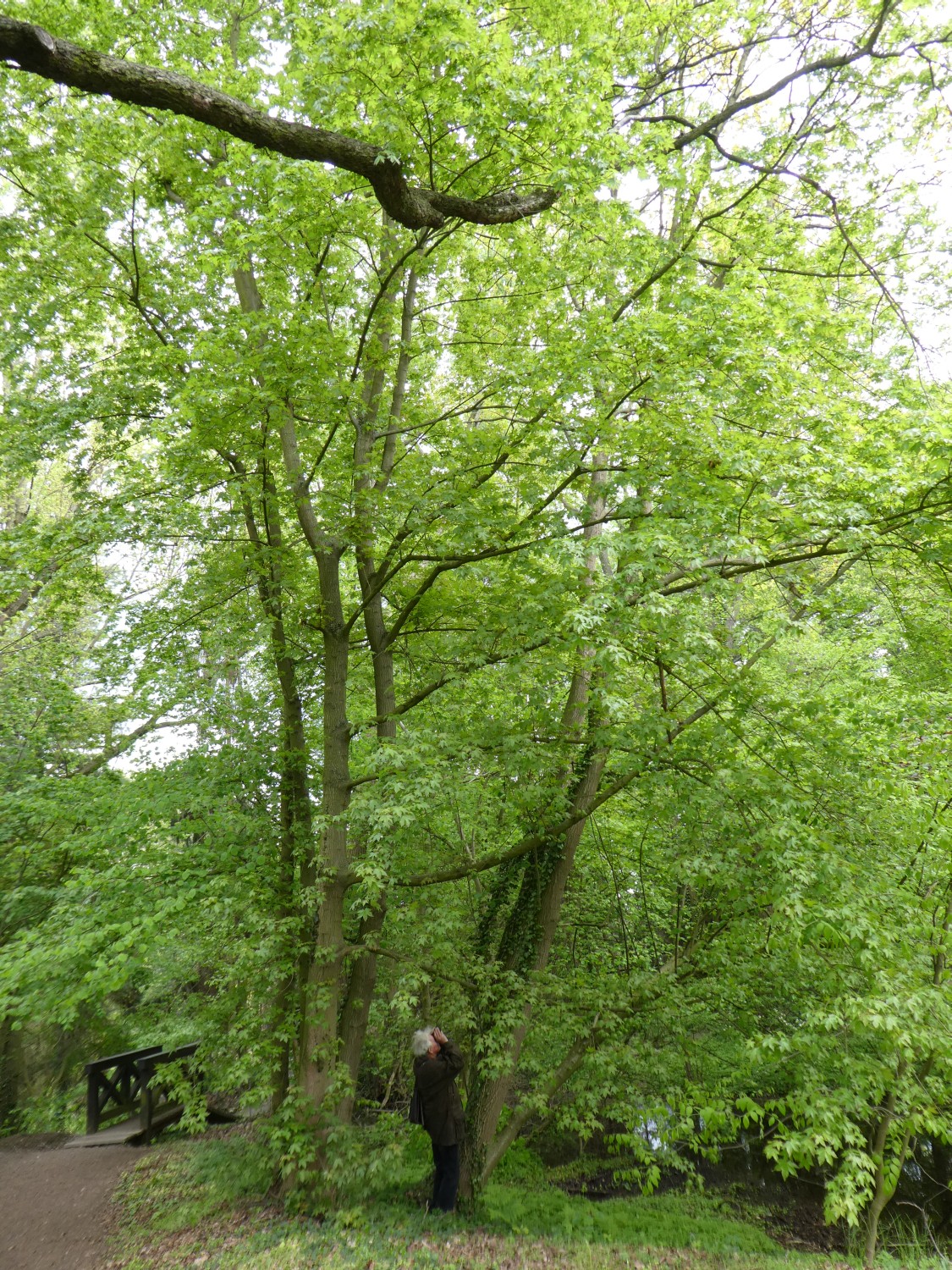 Acer x zoeschense - Belgern-Schildau
