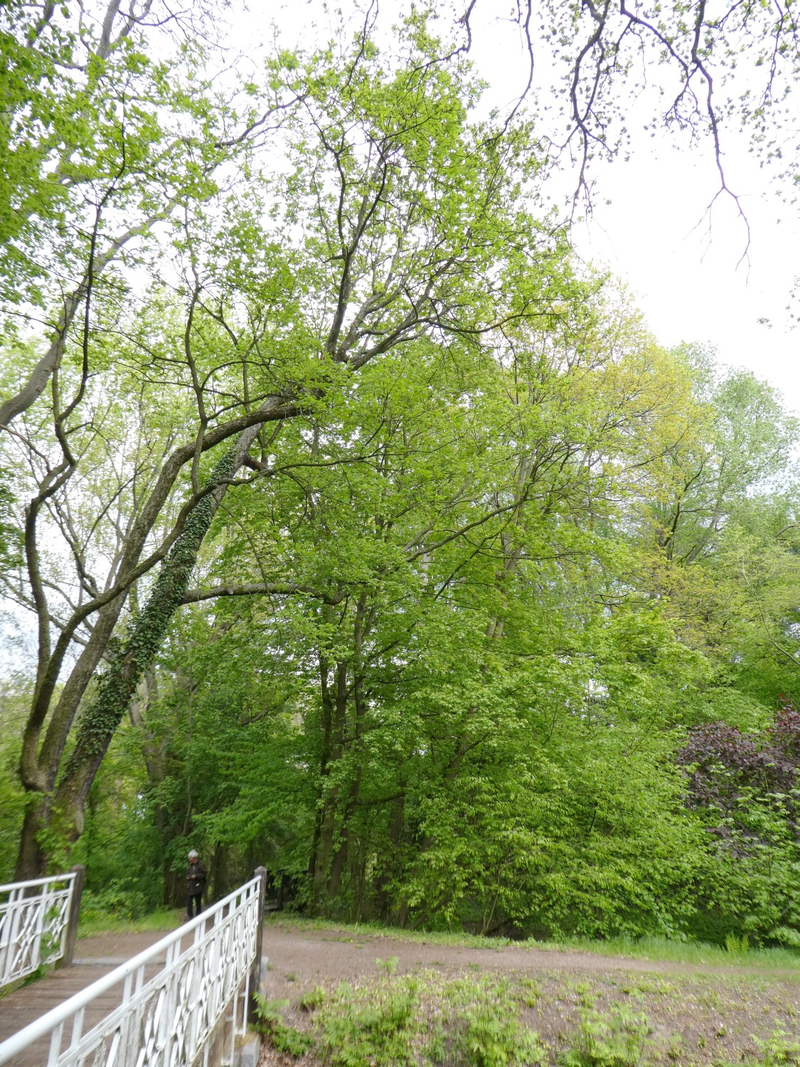 Acer x zoeschense - Belgern-Schildau