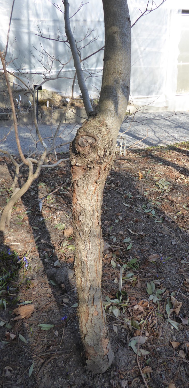Alnus firma - Dresden