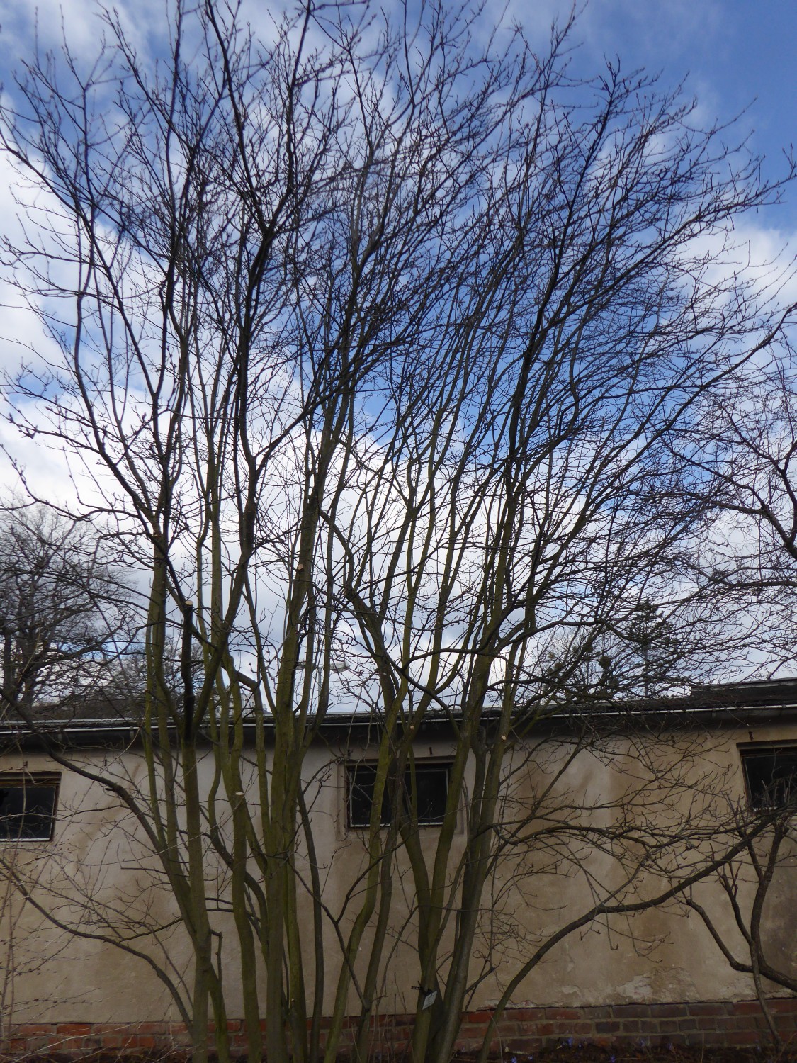 Amelanchier alnifolia - Dresden