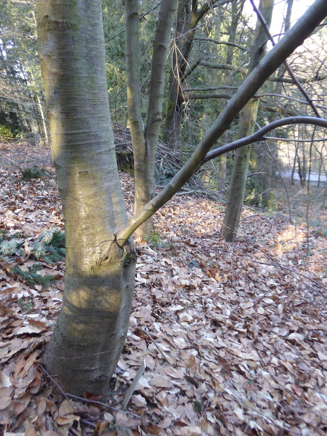 Betula lenta f. uber - Tharandt - März 2022