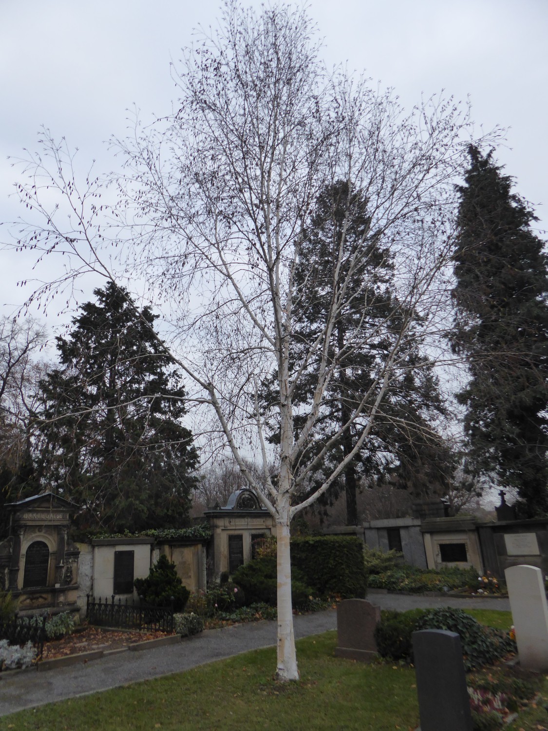 Betula utilis 'Doorenbos' - Dresden