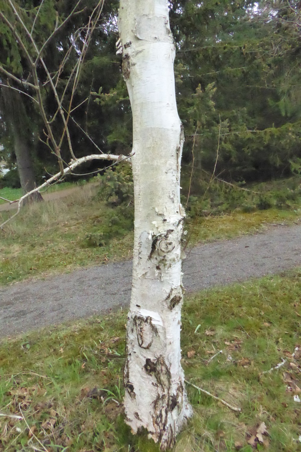 Betula utilis subsp. jacquemontii - Dresden