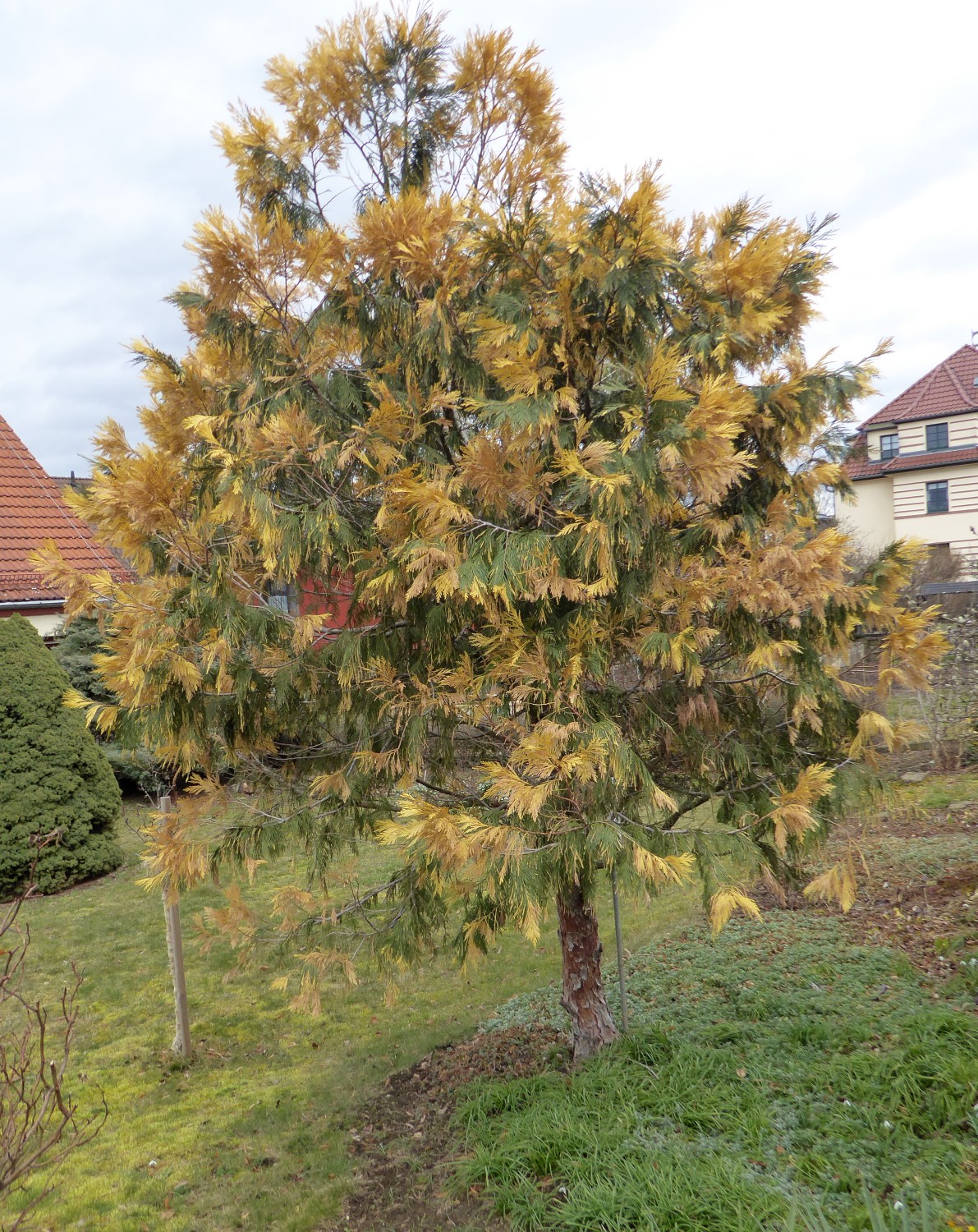 Calocedrus decurrens 'Aureovariegata'