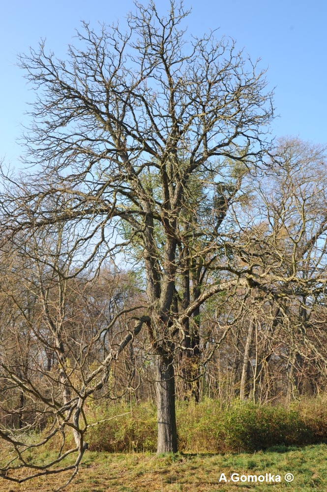 Amur Korkbaum - Schillerwiese - Herbst 2011
