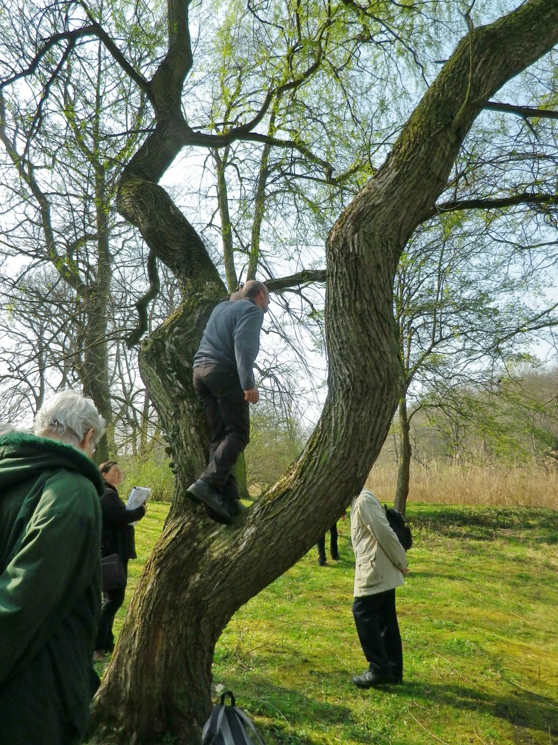 Salix pentandra - Leipzig