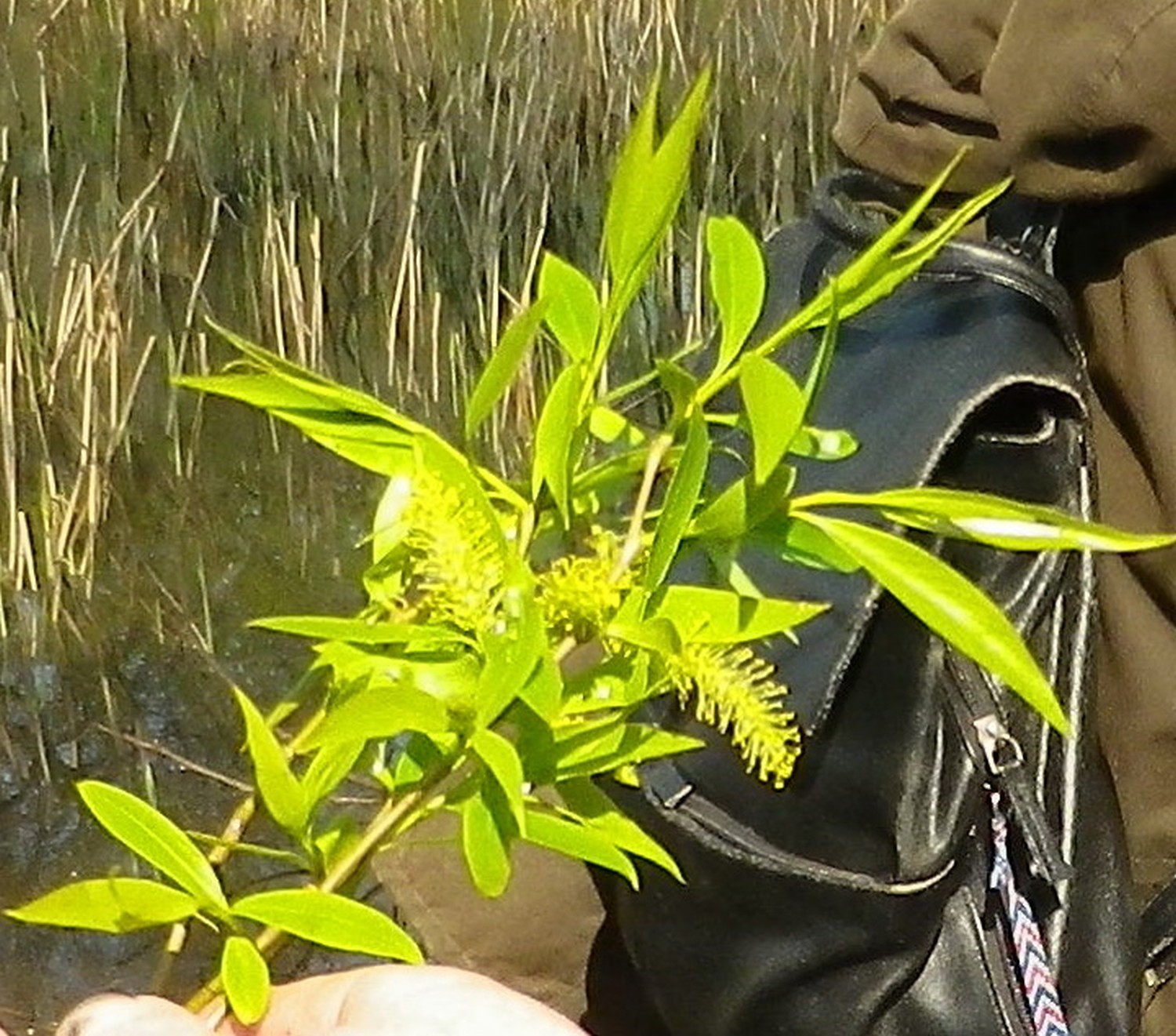 Salix pentandra - Leipzig