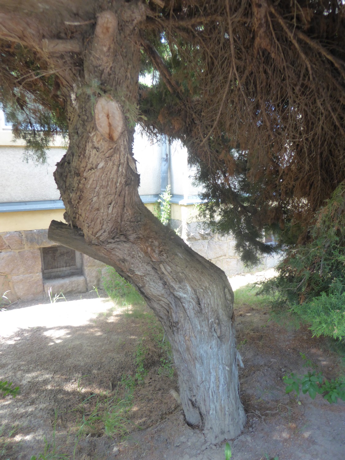 Juniperus × pfitzeriana - Sörnewitz - 2021