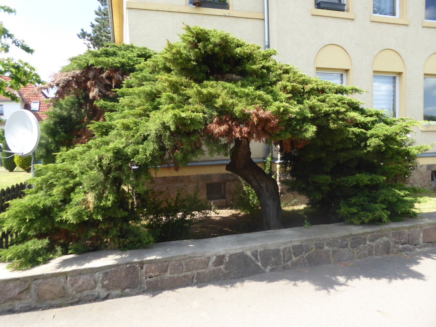 Juniperus × pfitzeriana - Sörnewitz - 2021