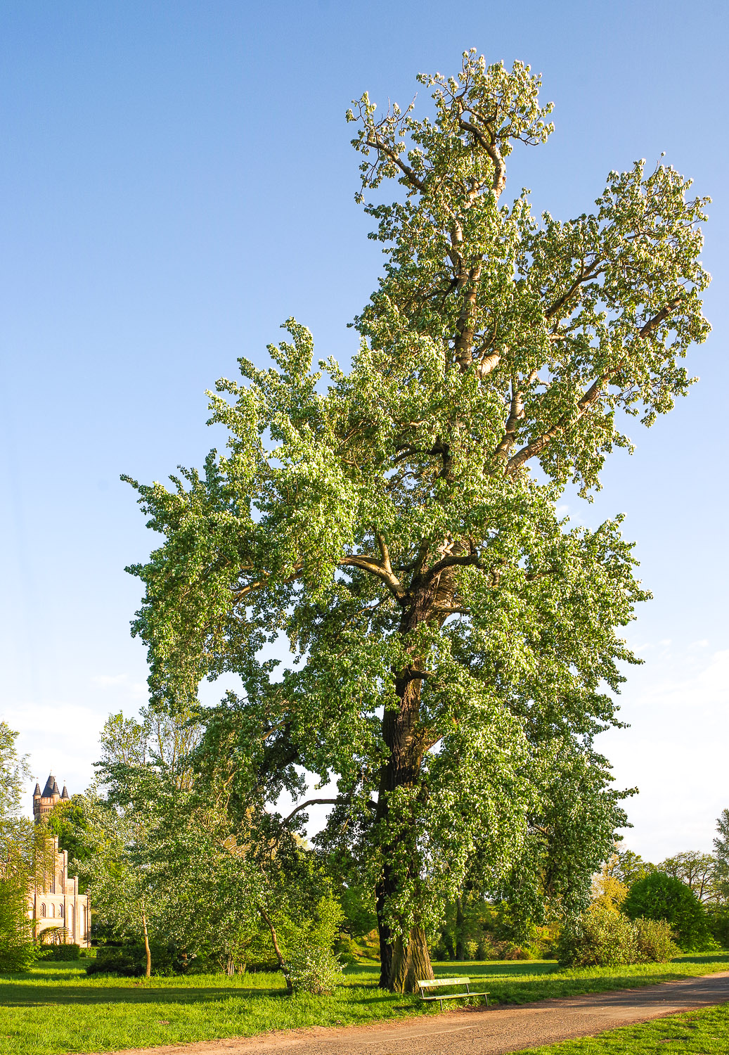 Populus × canadensis - Potsdam - Febr. 2021