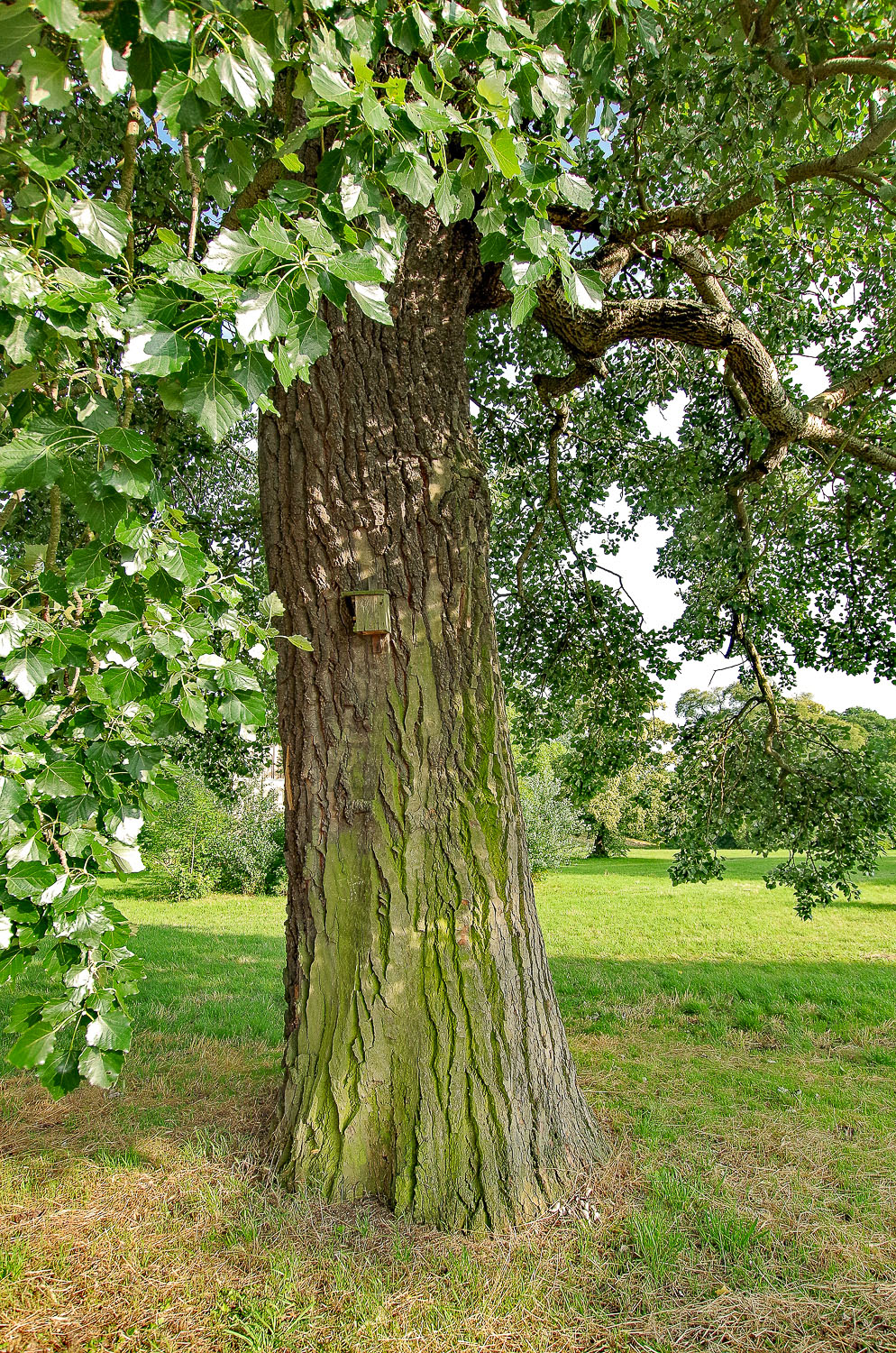 Populus × canadensis - Potsdam - Febr. 2021